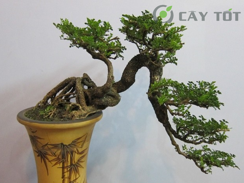 Cây Cần Thăng Bonsai
