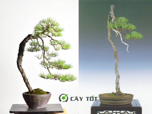 Bonsai Dáng Văn Nhân