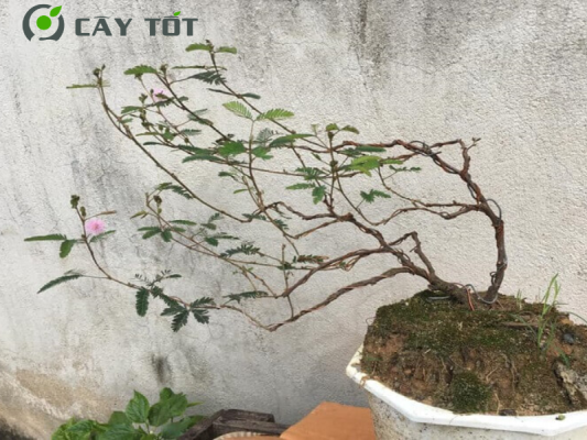 Bonsai Trinh Nữ