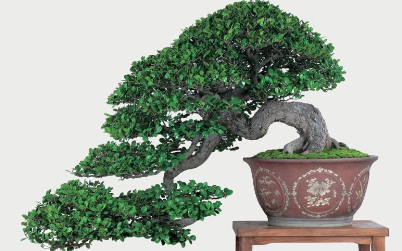 Bonsai thác đổ