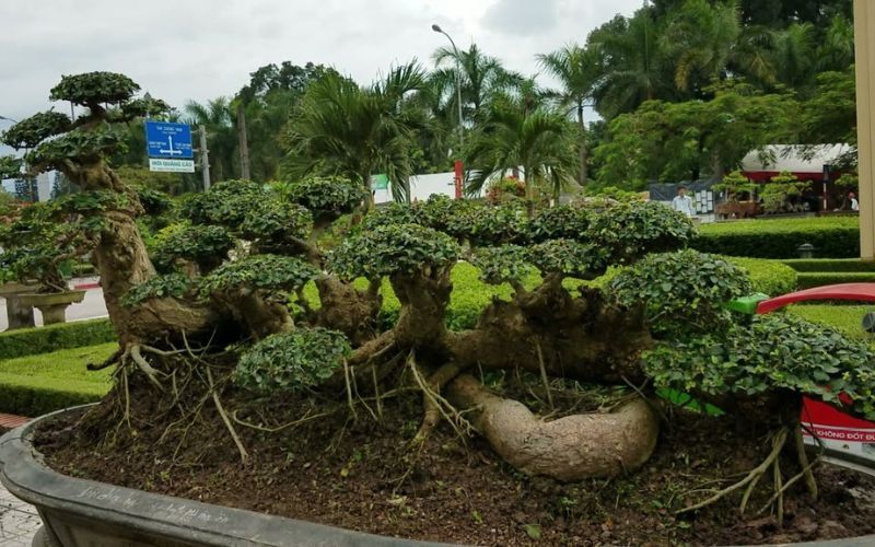 Duối bonsai