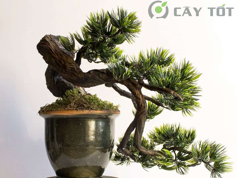 Bonsai Dáng Huyền