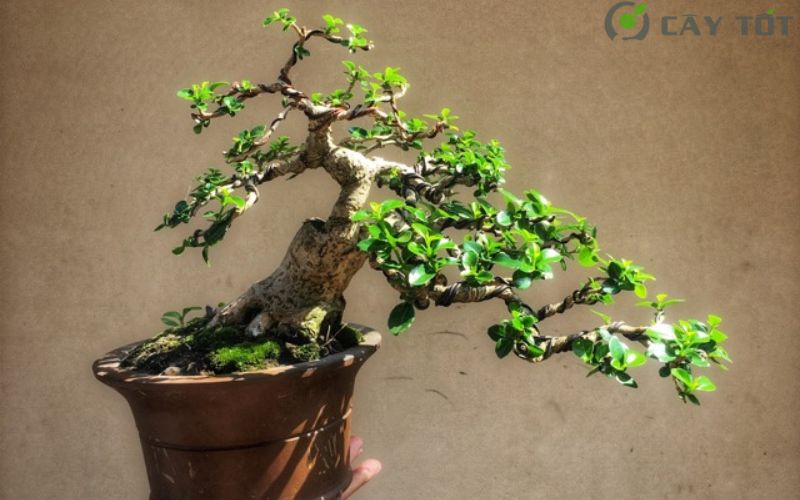 Cây Sam Hương bonsai