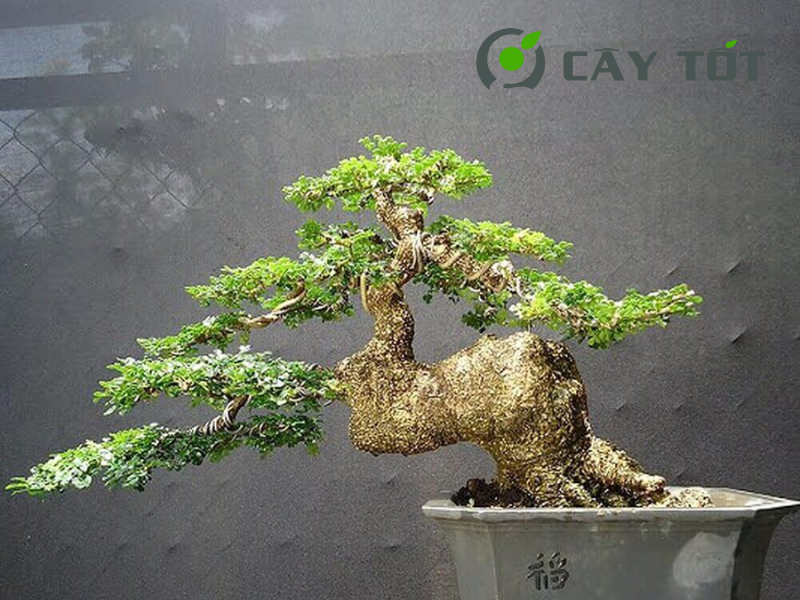 Cây Cần Thăng Bonsai