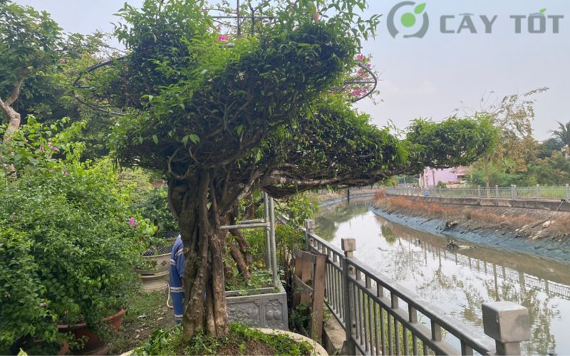 Cây mai chiếu thủy bonsai