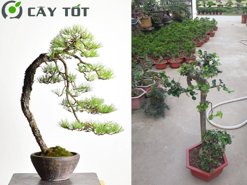 Bonsai Dáng Văn Nhân