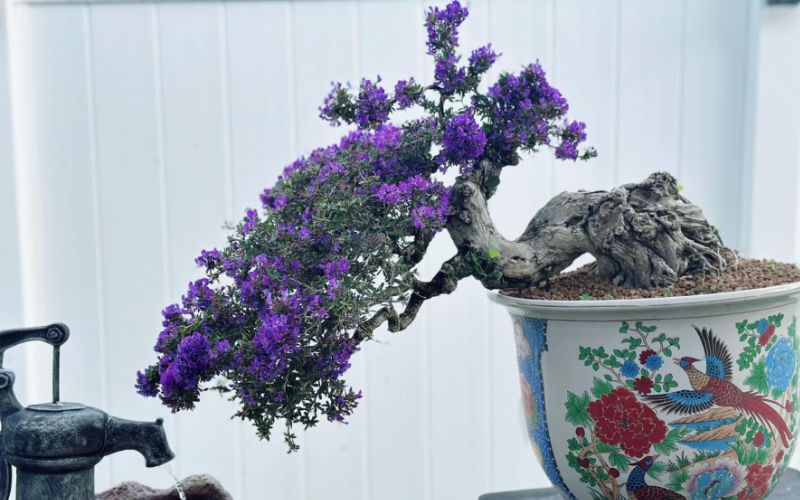 Bonsai thác đổ