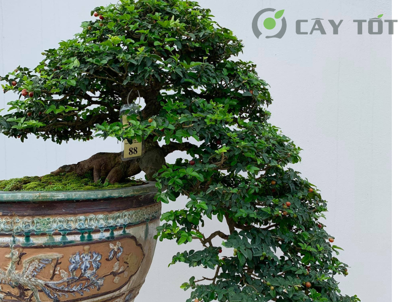 Bonsai Dáng Huyền
