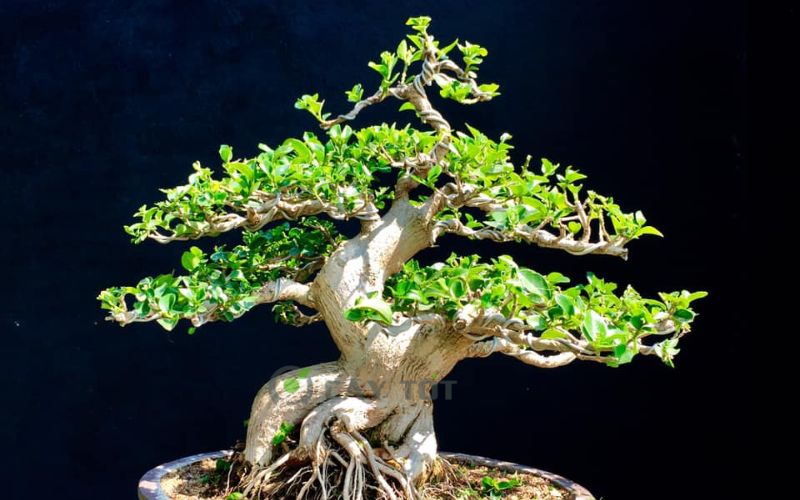 Cây Sam Hương bonsai