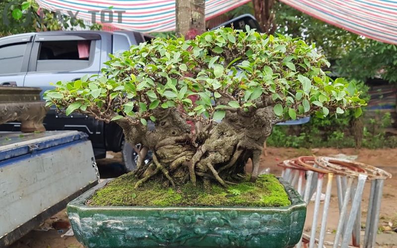 Cây si bonsai