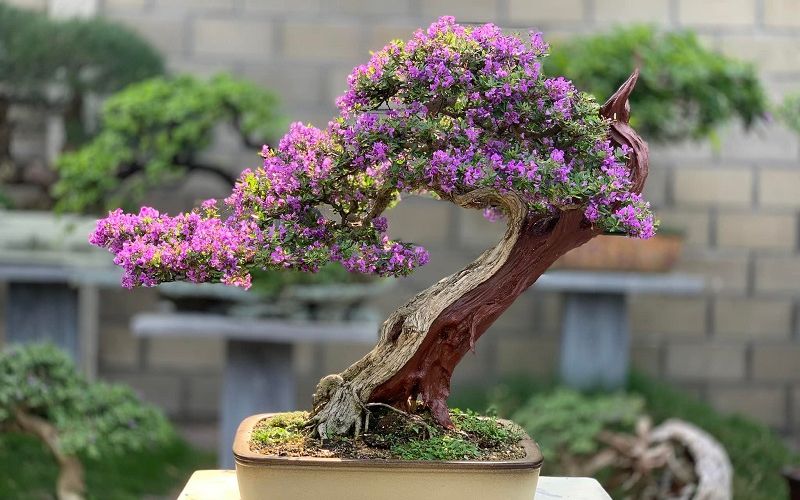 Cây bonsai đẹp mắt