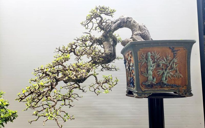 Duối bonsai dáng thác đổ