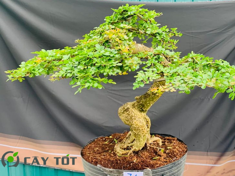 Cây Cần Thăng Bonsai
