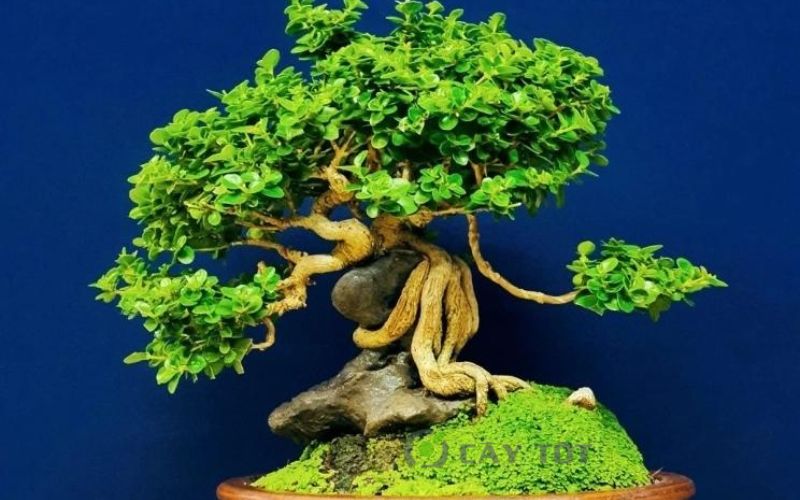 Cây Sam Hương Indo bonsai