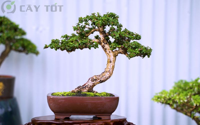 Cây sam hương bonsai