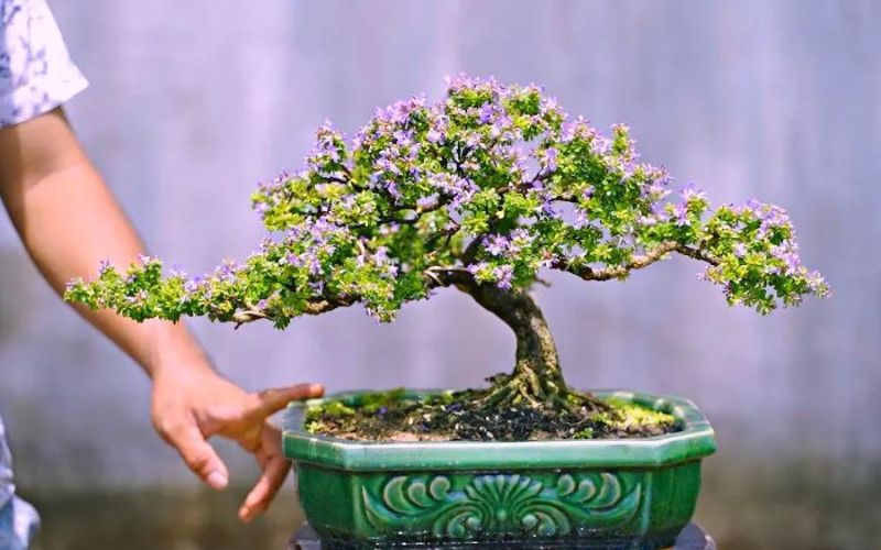 Cây bonsai đẹp mắt