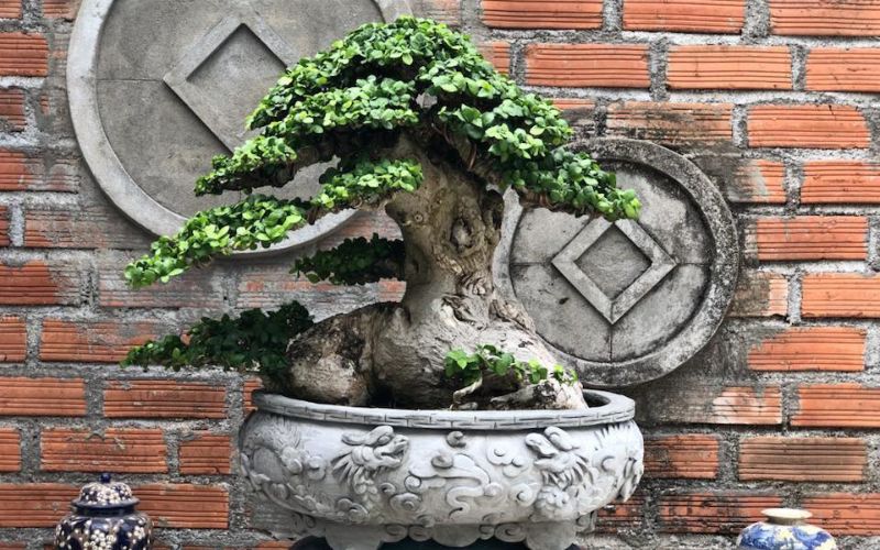 Duối bonsai cổ thụ