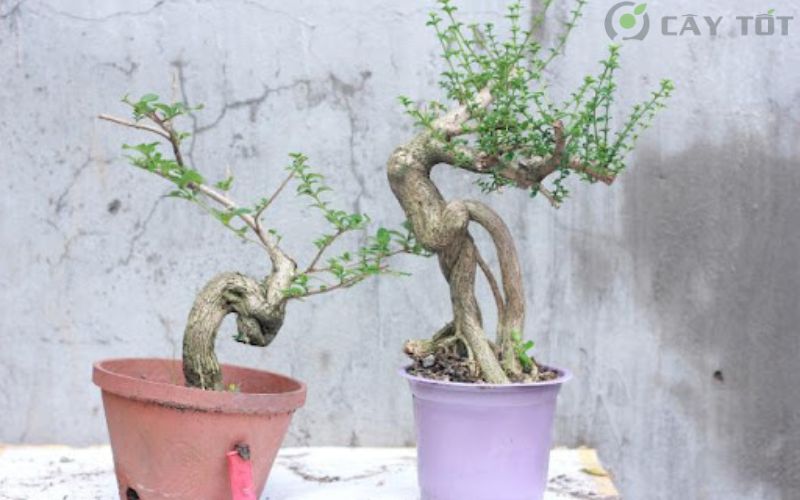 Cây Sam Hương Đài Loan bonsai