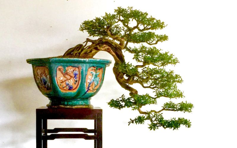 Dáng cây bonsai thác đổ