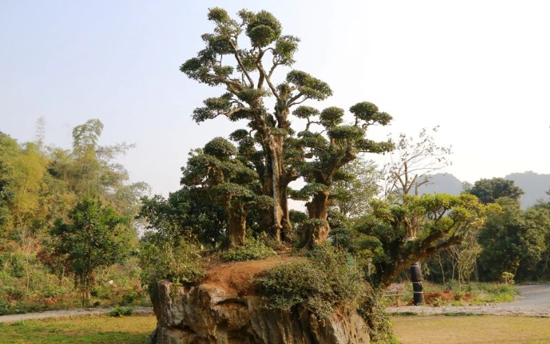 Duối dáng bàn tay phật