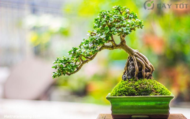 Cây Sam Hương bonsai