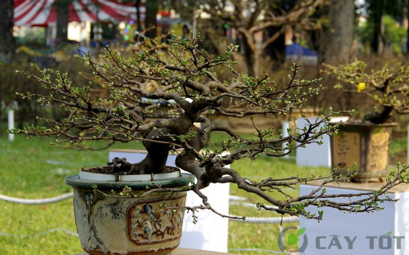 Cây hoa mai bonsai