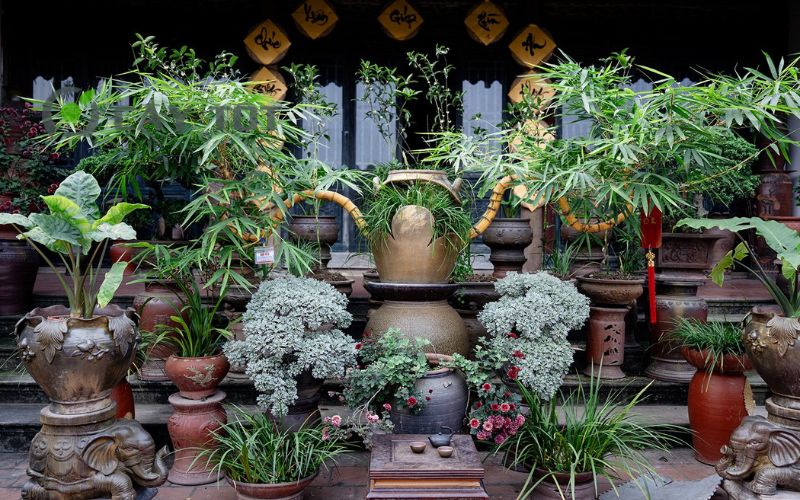 Gốc tre bonsai và những nghệ thuật