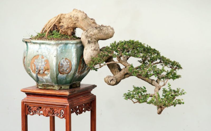 Dáng cây bonsai thác đổ