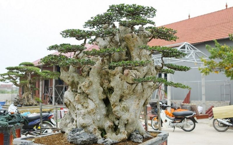 Duối bonsai