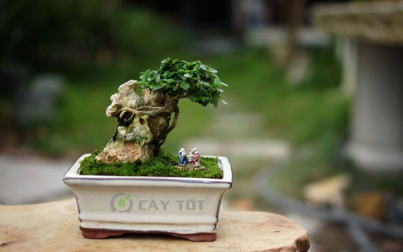 Cây Sam Hương bonsai