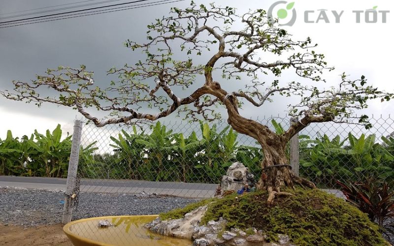 Cây nguyệt quế bonsai