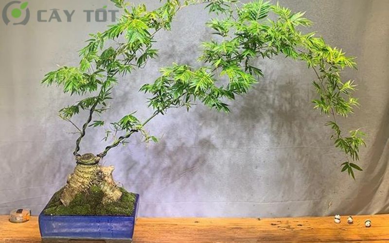 Nghệ thuật tre bonsai