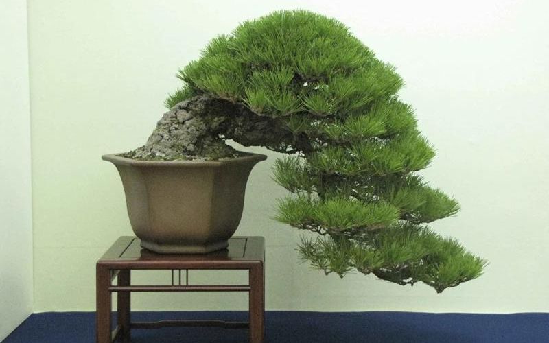 Thông núi bonsai  dáng thác đổ