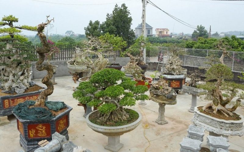 Duối bonsai