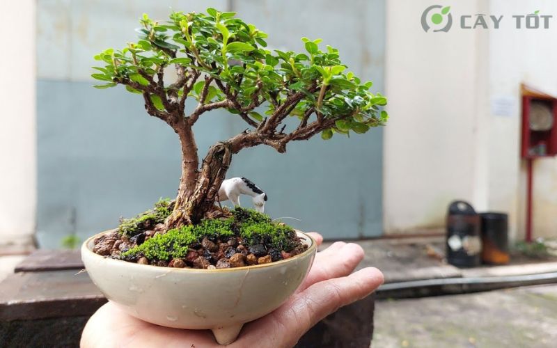 Cây Sam Hương bonsai