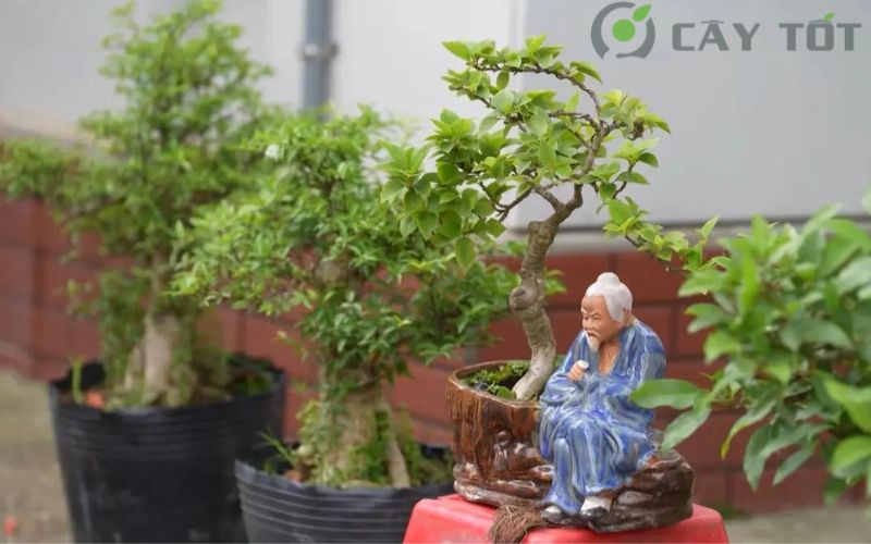 Nghệ thuật bonsai đẹp mắt