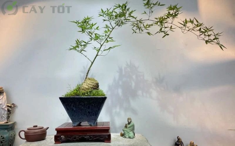 Nghệ thuật tre bonsai