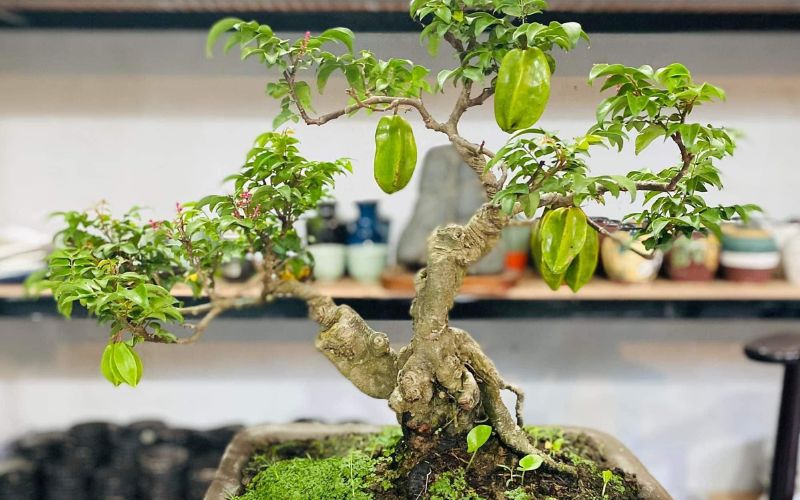 Bonsai 2 Thân Đẹp