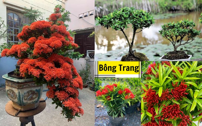 bong-trang-bon-sai