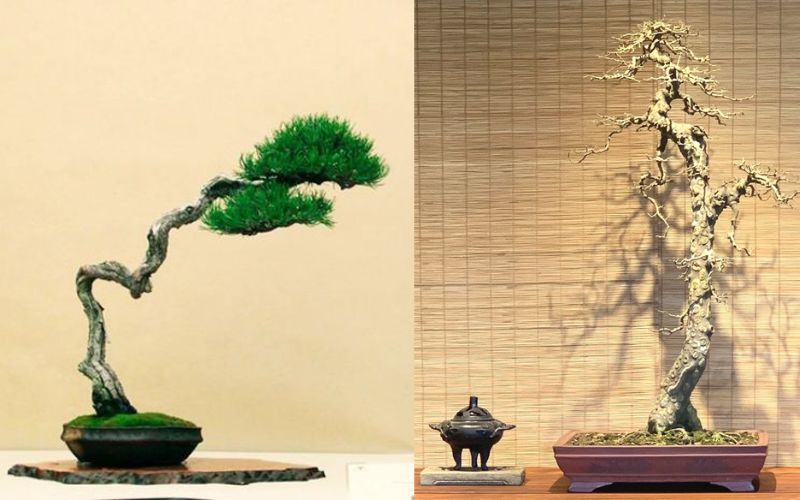 bonsai-dang-truc-van-nhan 