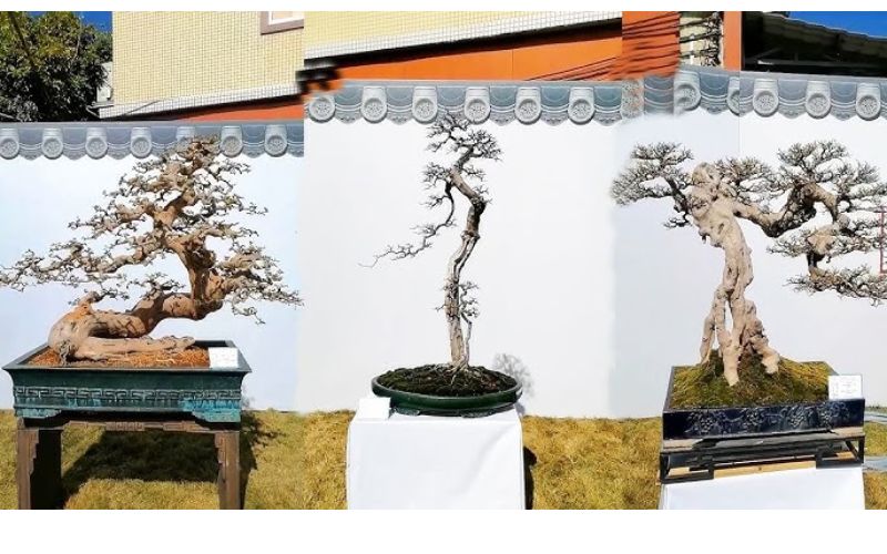 bonsai-dang-truc-van-nhan 