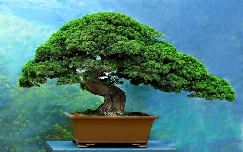 bonsai-dang-truc-van-nhan 