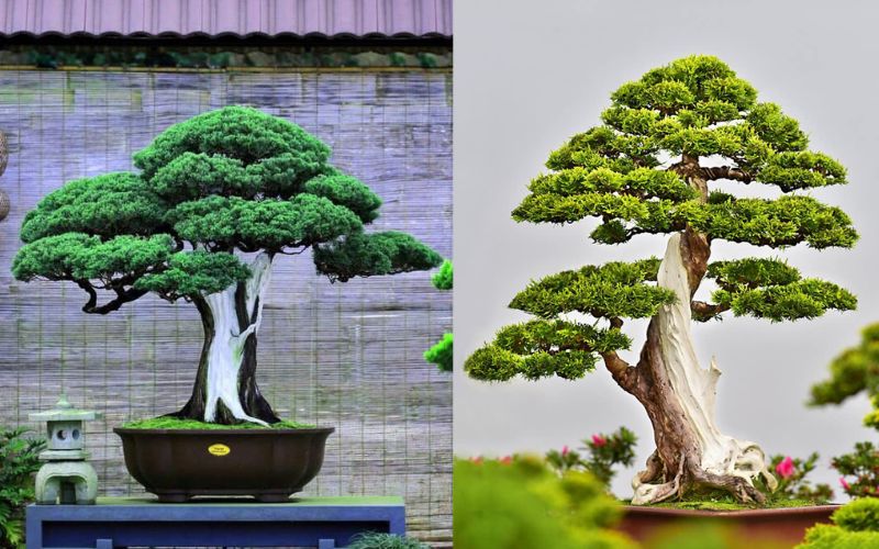 Bonsai Dáng Trực Văn Nhân