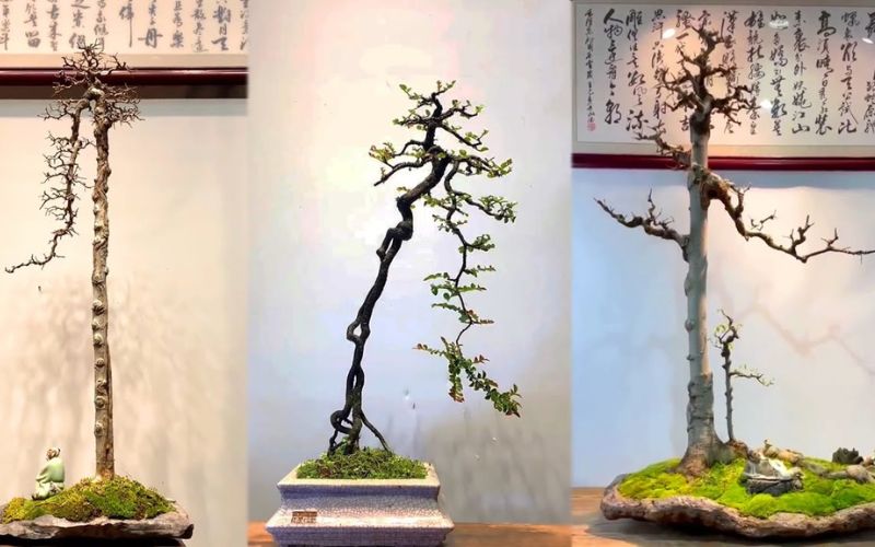 bonsai-dang-truc-van-nhan 