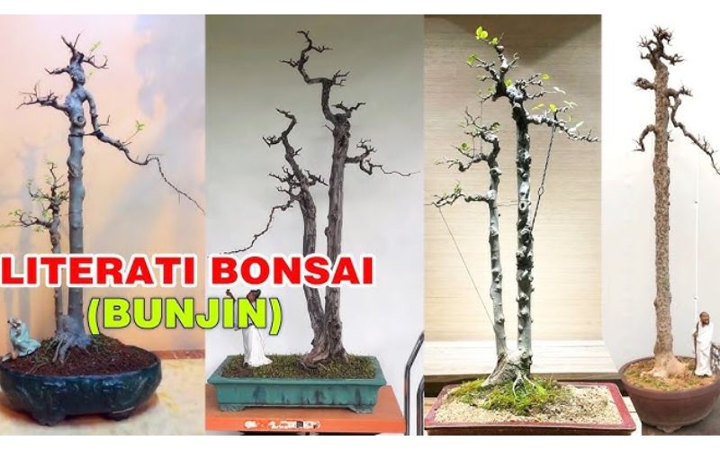 bonsai-dang-truc-van-nhan 