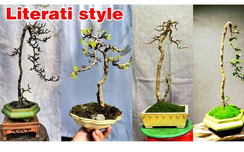 bonsai-dang-truc-van-nhan 