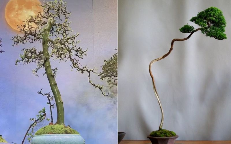 bonsai-dang-truc-van-nhan 