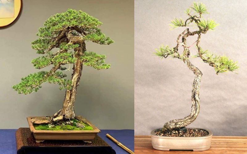 bonsai-dang-truc-van-nhan 