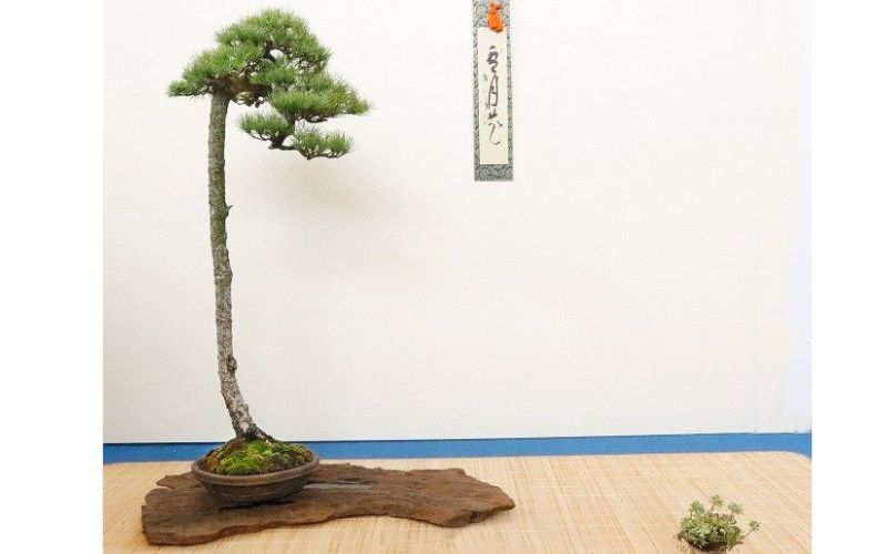 bonsai-dang-truc-van-nhan 