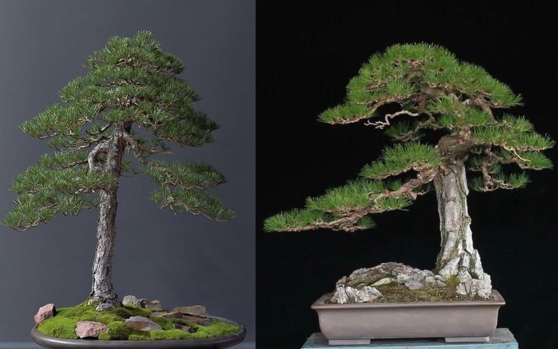 bonsai-dang-truc-van-nhan 